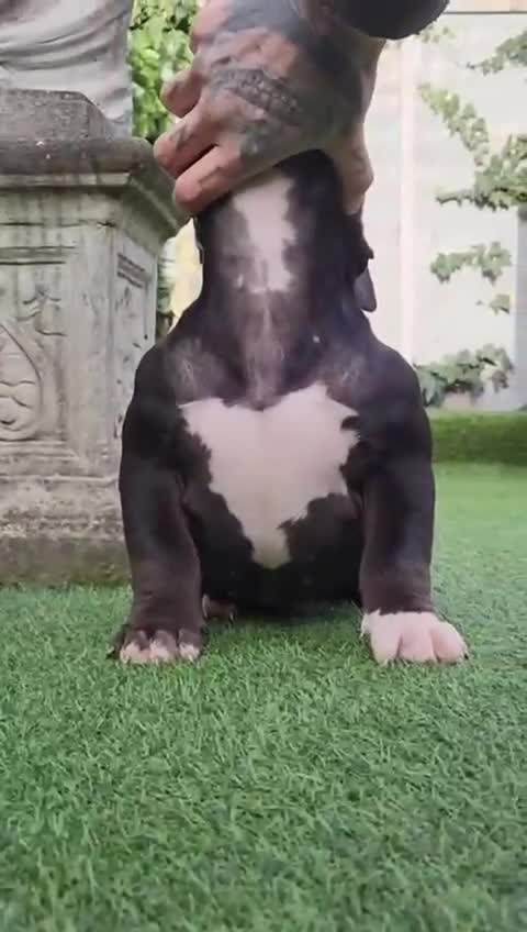 American Bully dogs for sale: American bully pocket female  - Video 1