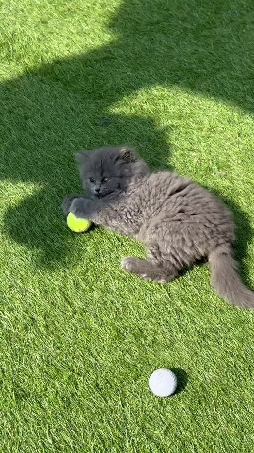 British Longhair cats for sale: Gorgeous Blue British longhair ready now  - Video 1