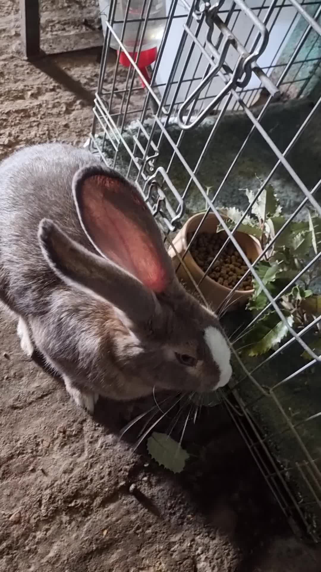 Continental Giant rabbits for sale: Giant rabbit - Video 1