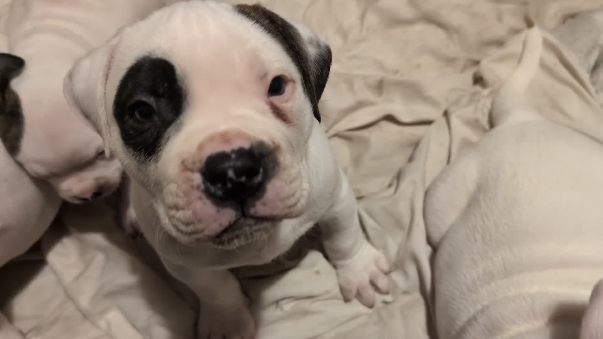 American Bulldog dogs for sale: Johnson American bulldog pups (ready to leave)  - Video 3