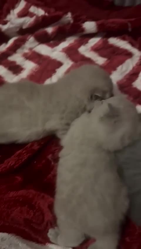 British Shorthair cats for sale: Four stunning British shorthair kittens  - Video 1