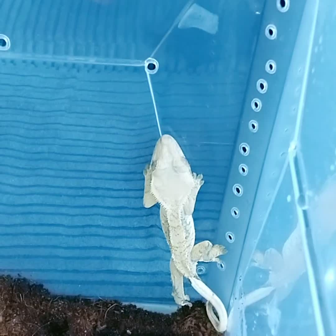 Gecko reptiles for sale: Crested  - Video 1