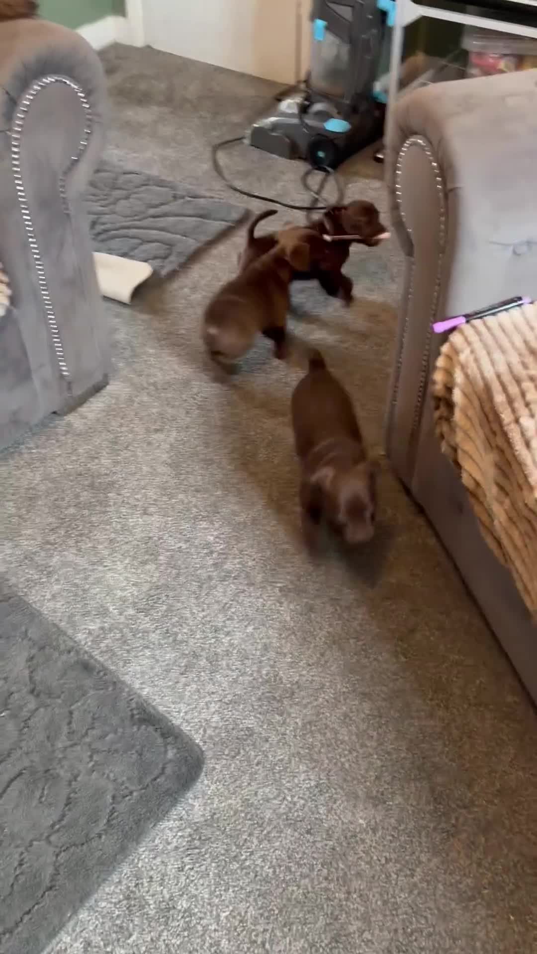Mixed Breed dogs for sale: 2 beautiful female french bulldog cross puppies  - Video 4