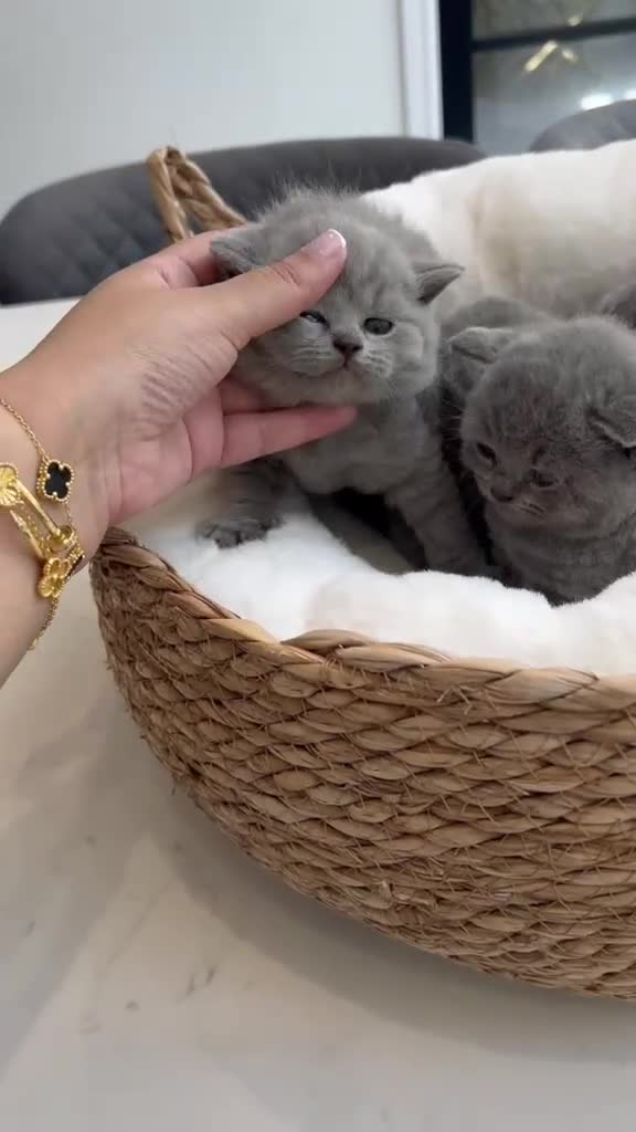 British Shorthair cats for sale: 🌈 🏆 supreme champion 💙BSH 🏆 🧸 - Video 2