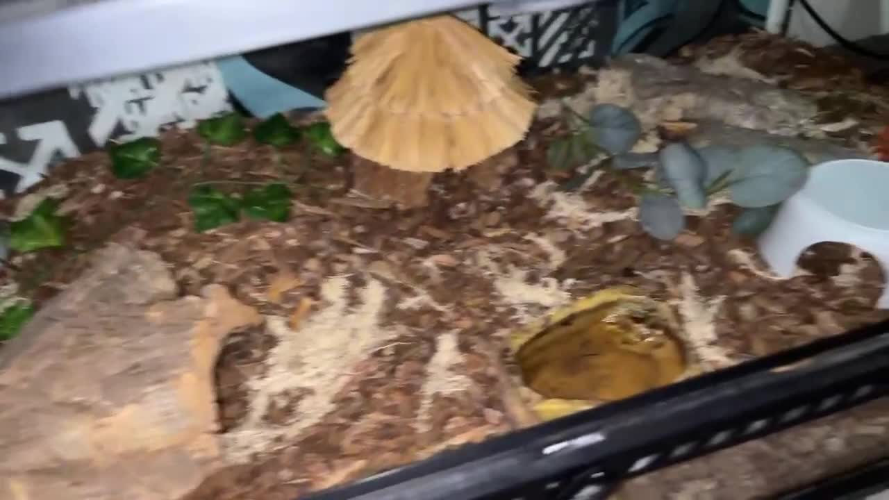 Python Snake reptiles for sale: 1yo ball python with enclosure and everything - Video 4