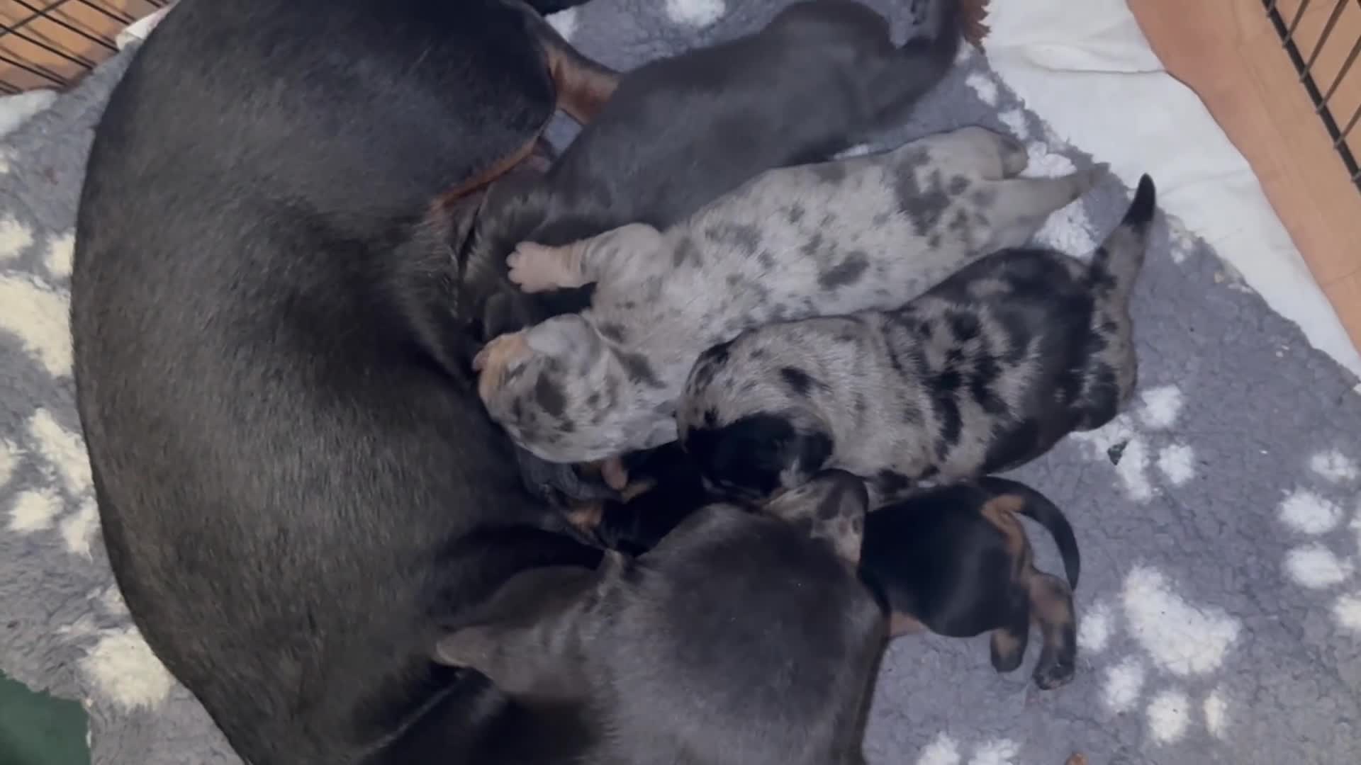 Miniature Dachshund dogs for sale: Gorgeous mini dachshund pups  - Video 4
