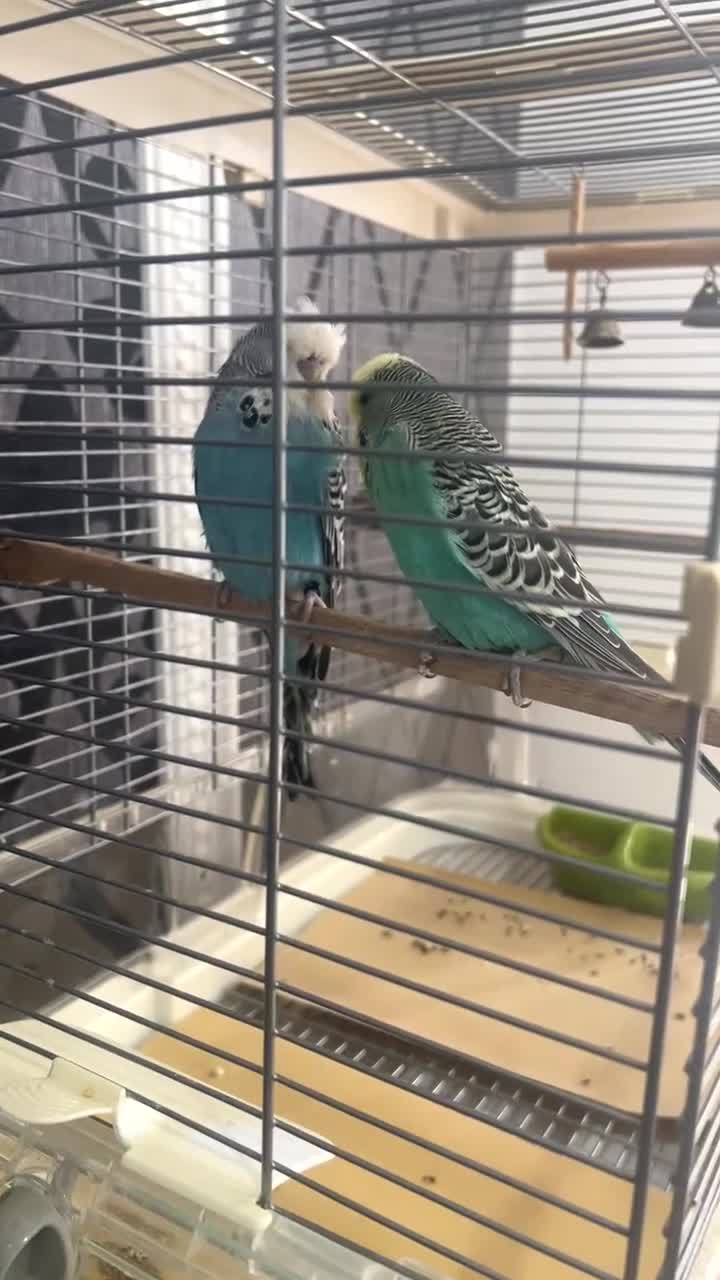 Budgerigars birds for sale: 2 budgies for sale in Bradford - Video 3