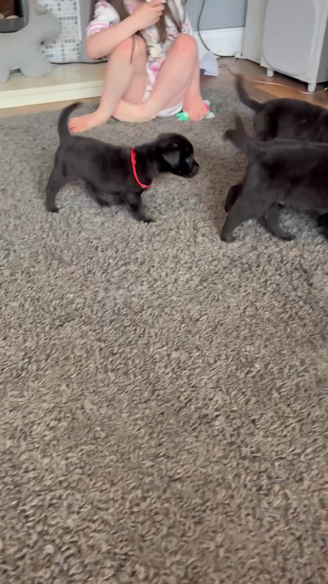 Mixed Breed dogs for sale: Old English mastiff x Labrador puppies from £750 - Video 1