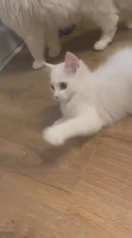 Mixed Breed cats for sale:  Persian kittens for sale  - Video 1