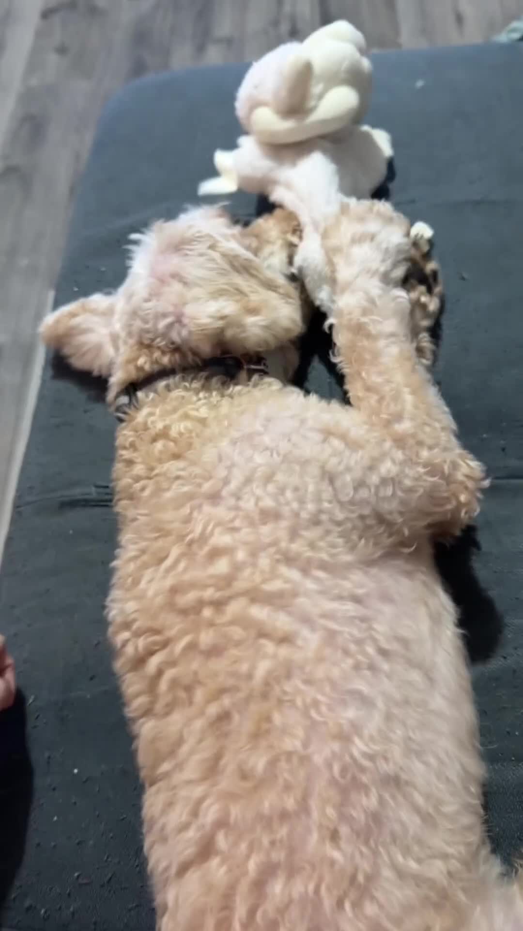 Labradoodle dogs for sale: Miniature labradoodle named cookie in Pontefract - Video 1