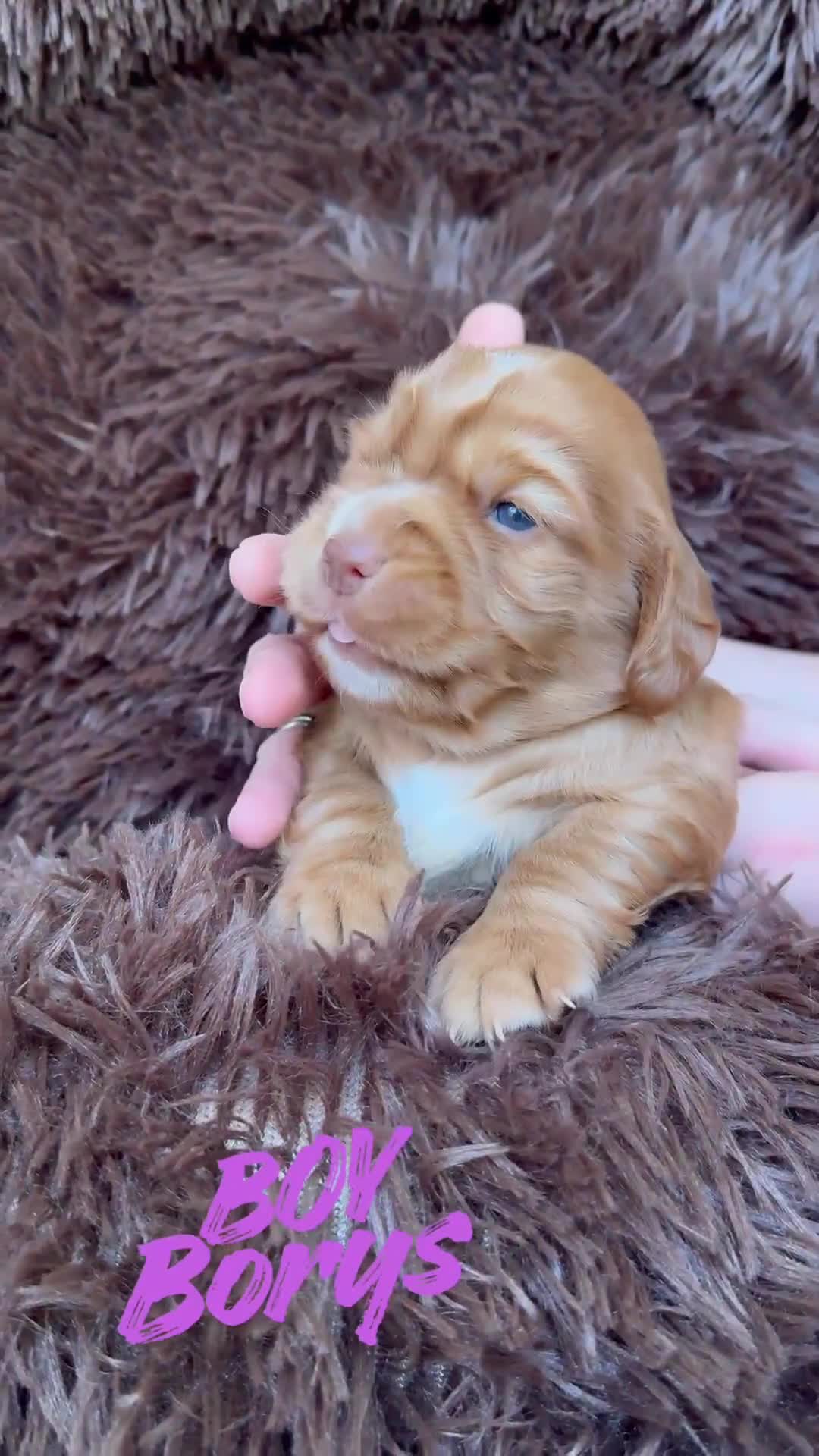 Cocker Spaniel dogs for sale:  Cocker Spaniel Puppies – KC Registered - Video 4
