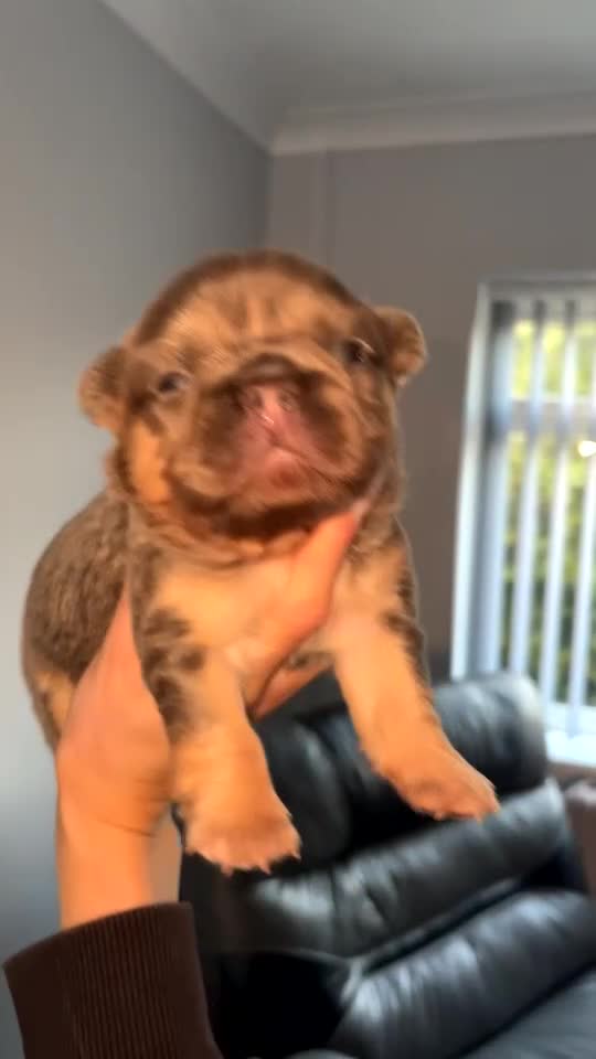 French Bulldog dogs for sale: Fluffy frenchi  - Video 1