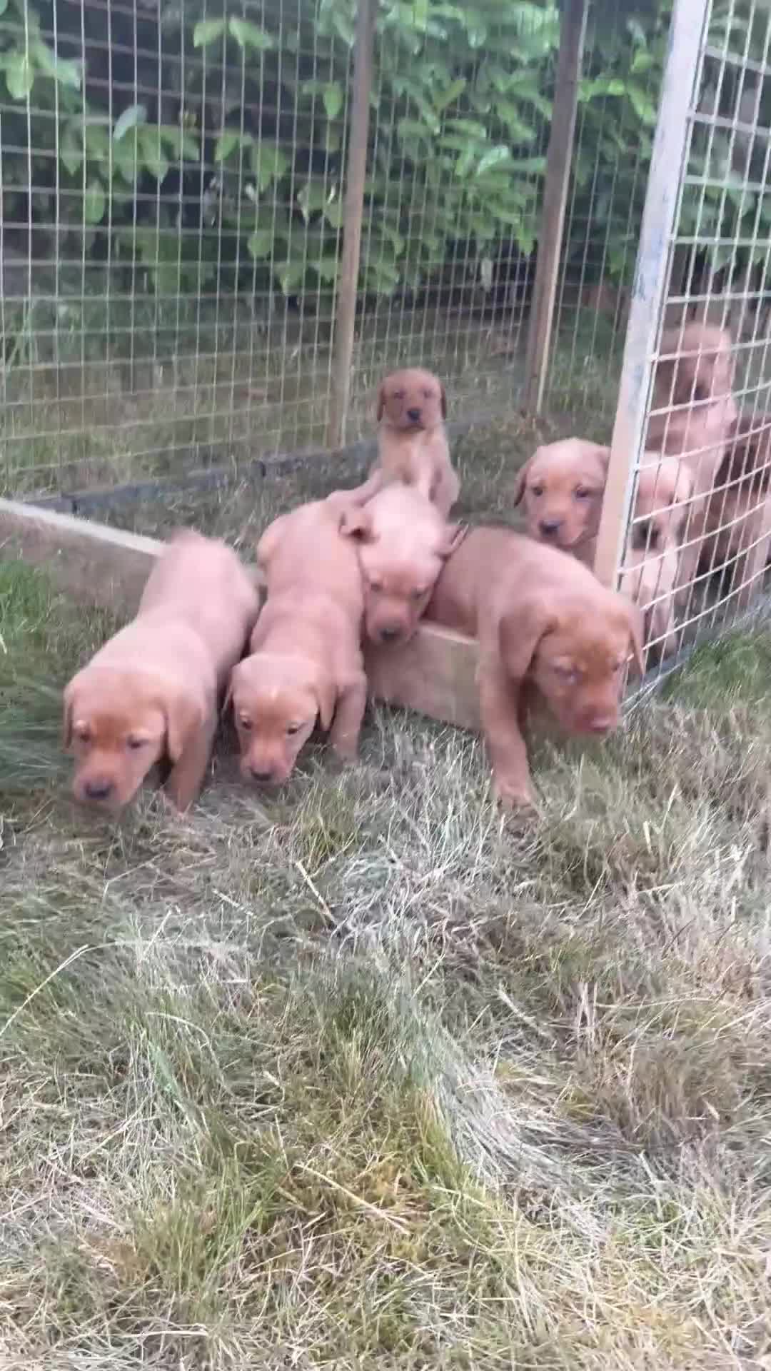 Labrador Retriever dogs for sale: Fox red labs  - Video 1