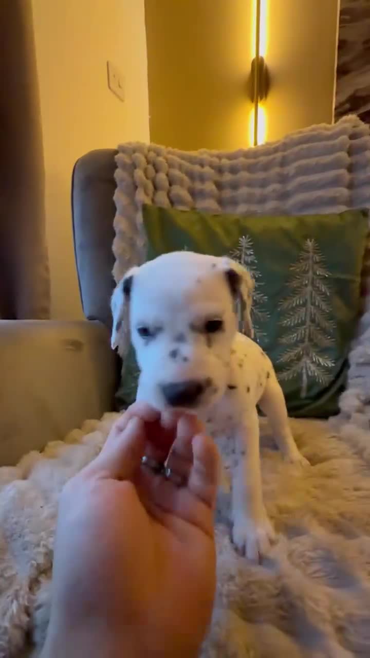 Dalmatian dogs for sale: PEDIGREE Dalmatian Puppies ready NOW - Video 2