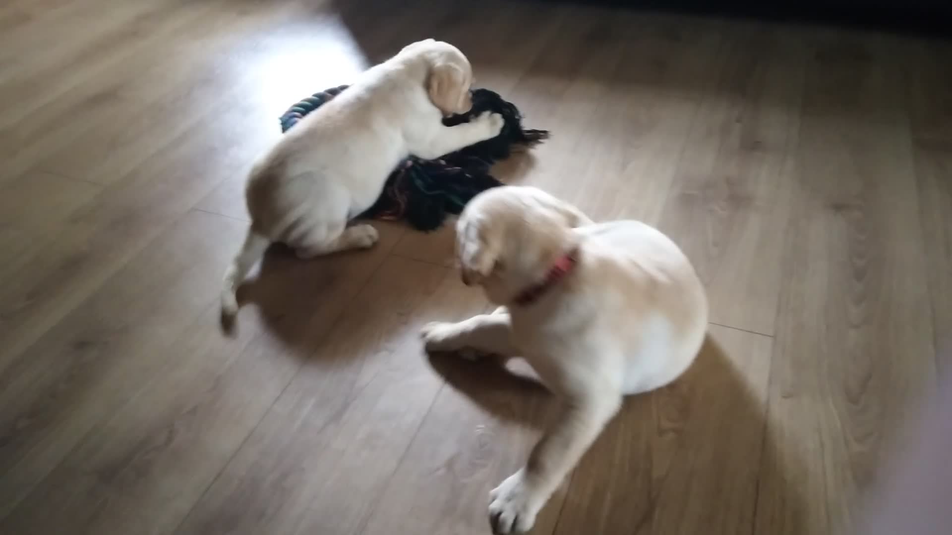 Labrador Retriever dogs for sale: Two beautiful labrador puppies  - Video 2