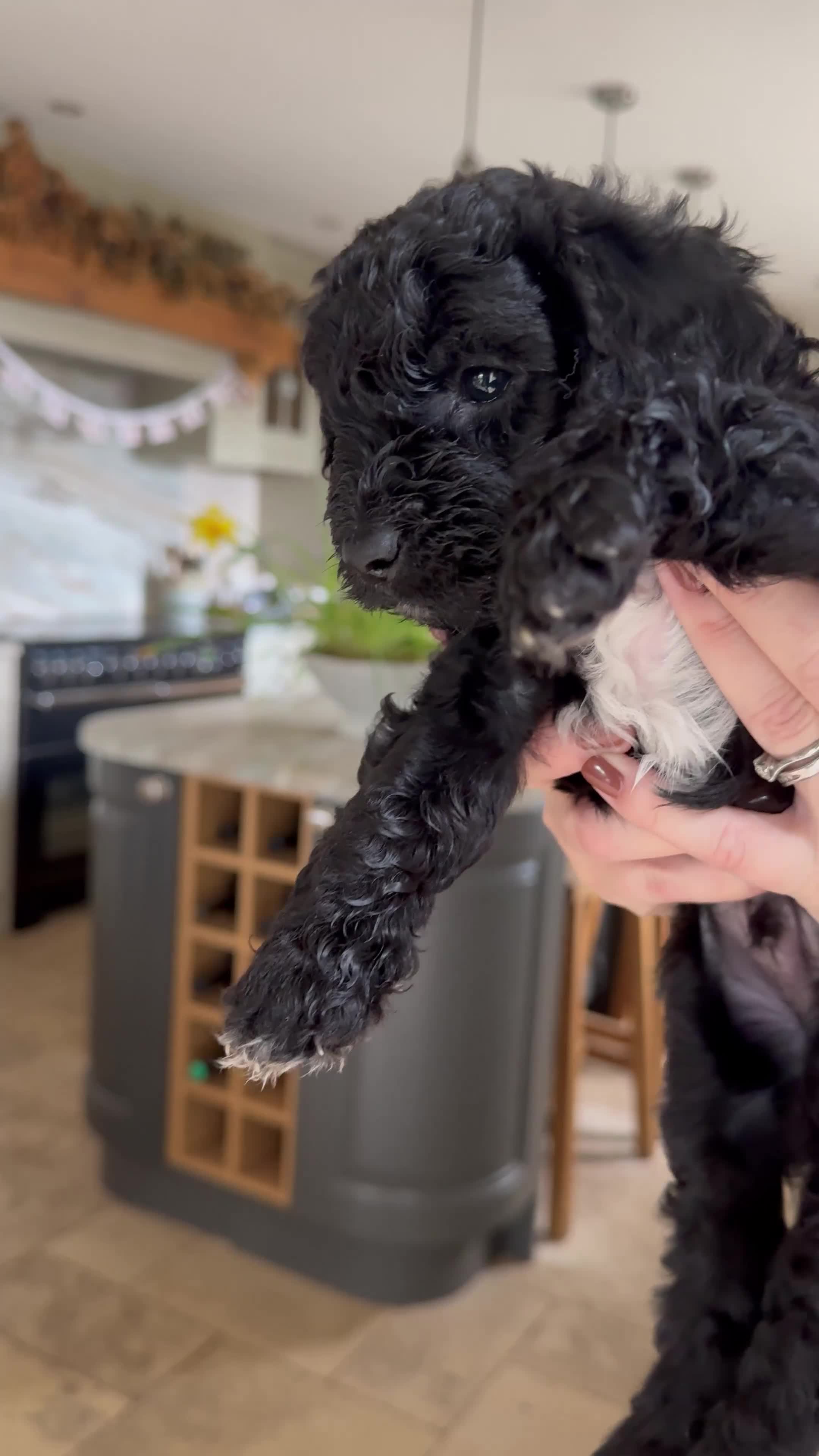 Australian Labradoodle dogs for sale: Two Australian Labradoodle puppies - Video 4