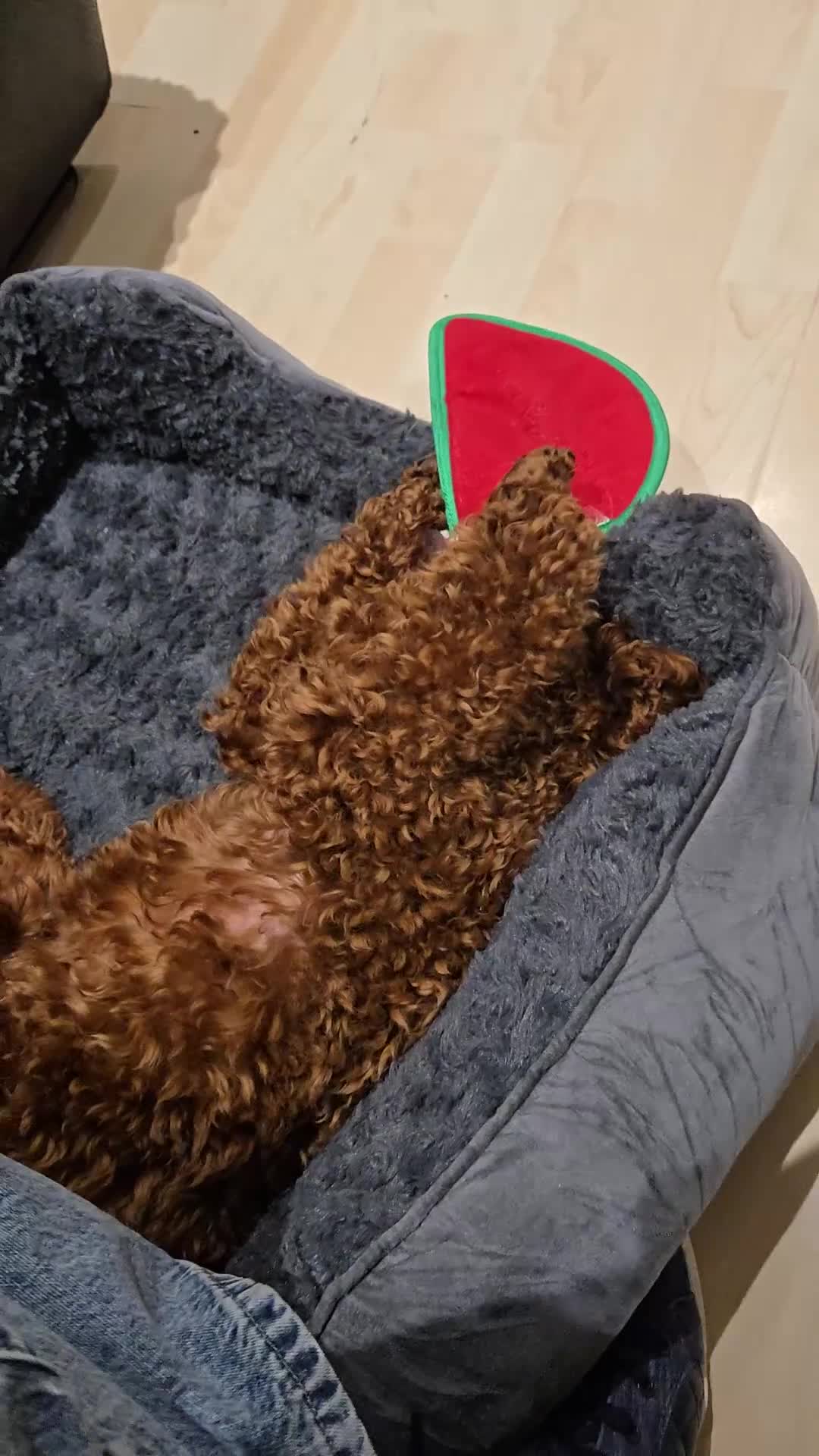 Toy Poodle dogs for stud: Toy poodle for STUD - Video 1