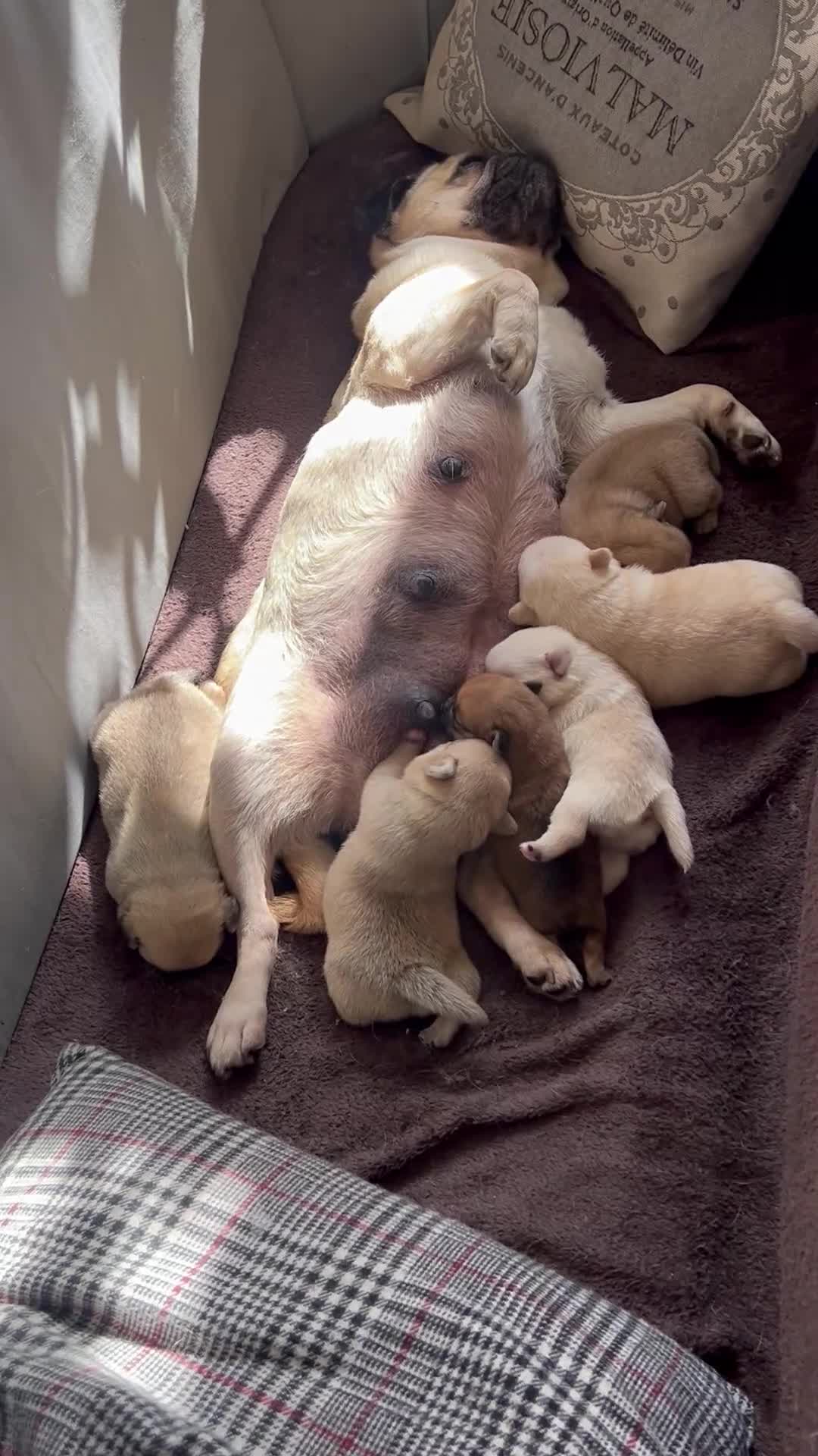 Pomeranian dogs for sale: Pug x Pomeranian mixed breed Puppies  - Video 5