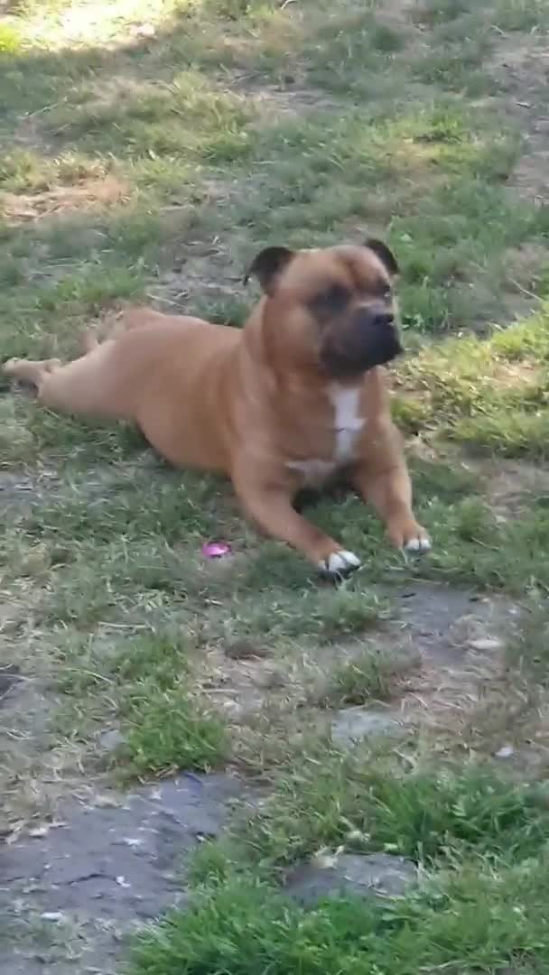 Staffordshire Bull Terrier dogs for stud: 🥨CHIEF CHAMPION SIRED. 🥨🏆  in Rochdale - Video 3