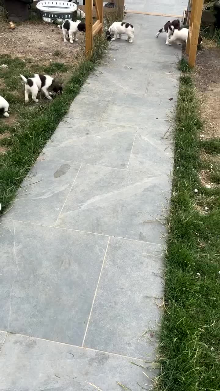 English Springer Spaniel dogs for sale: Kc springer puppies  - Video 2