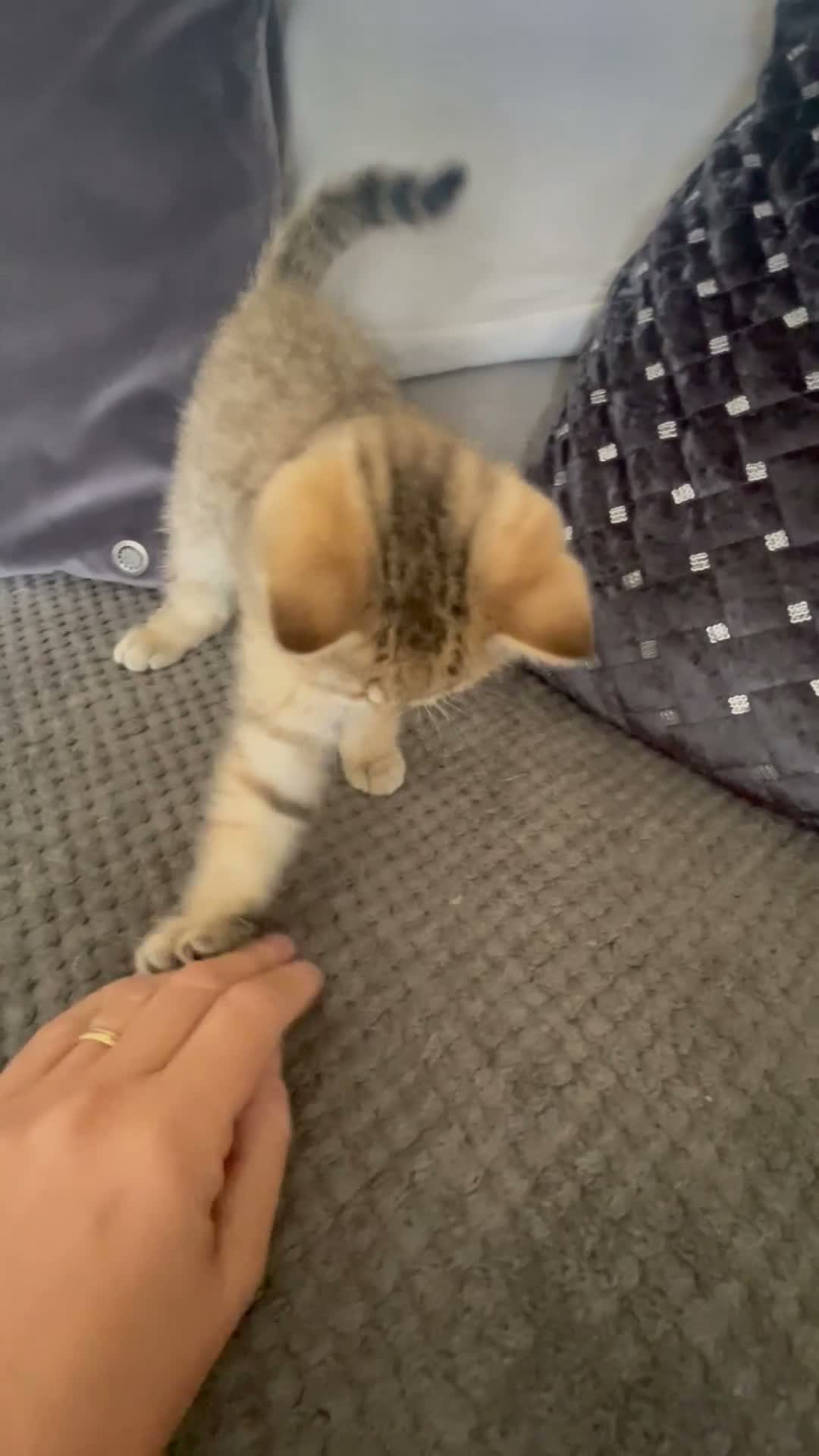 British Shorthair cats for sale: Last kitten available - TICA registered  - Video 1