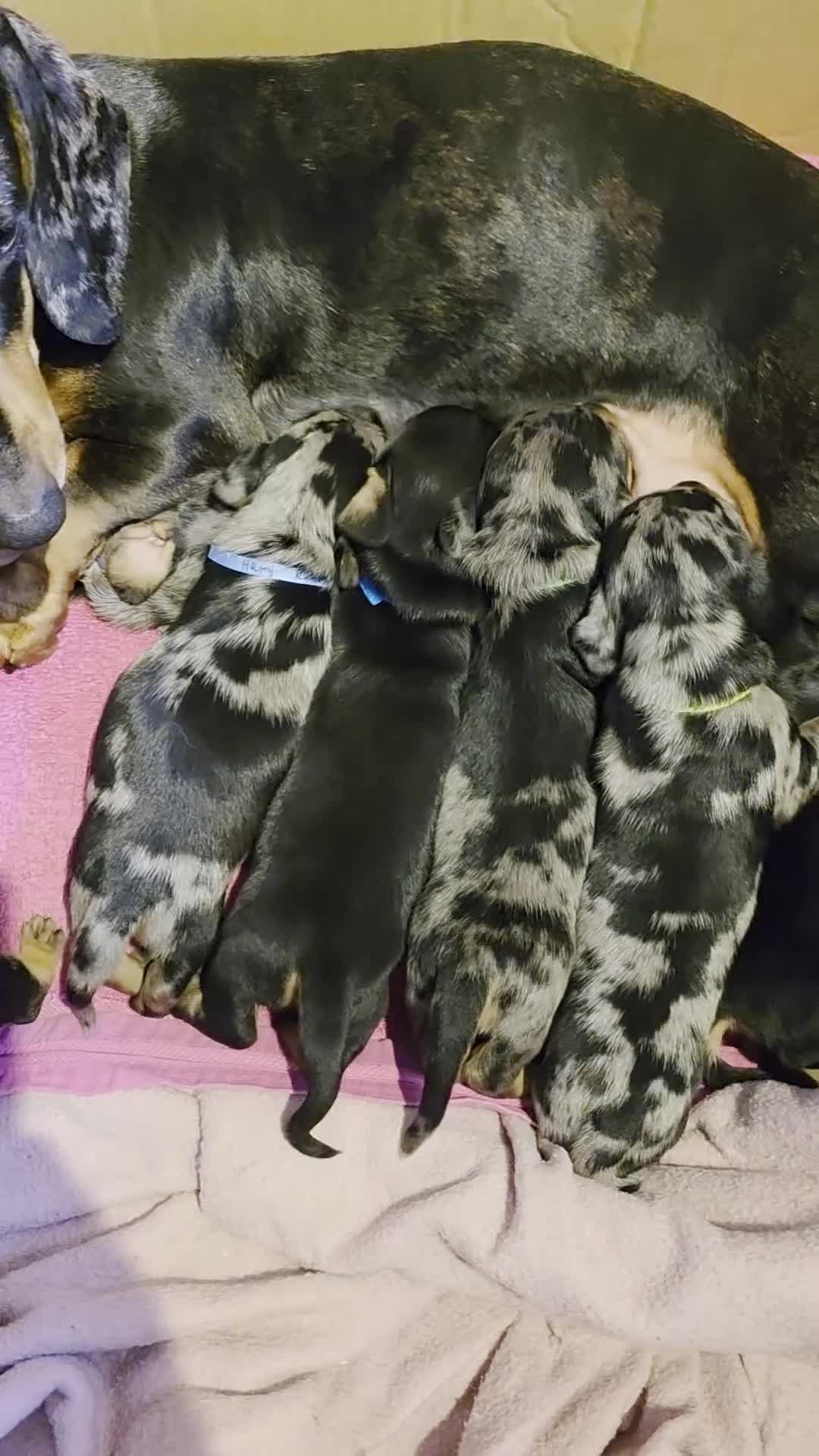 Miniature Dachshund dogs for sale: SILVER/BLACK Adorable dachshund puppies for sale😍 - Video 1