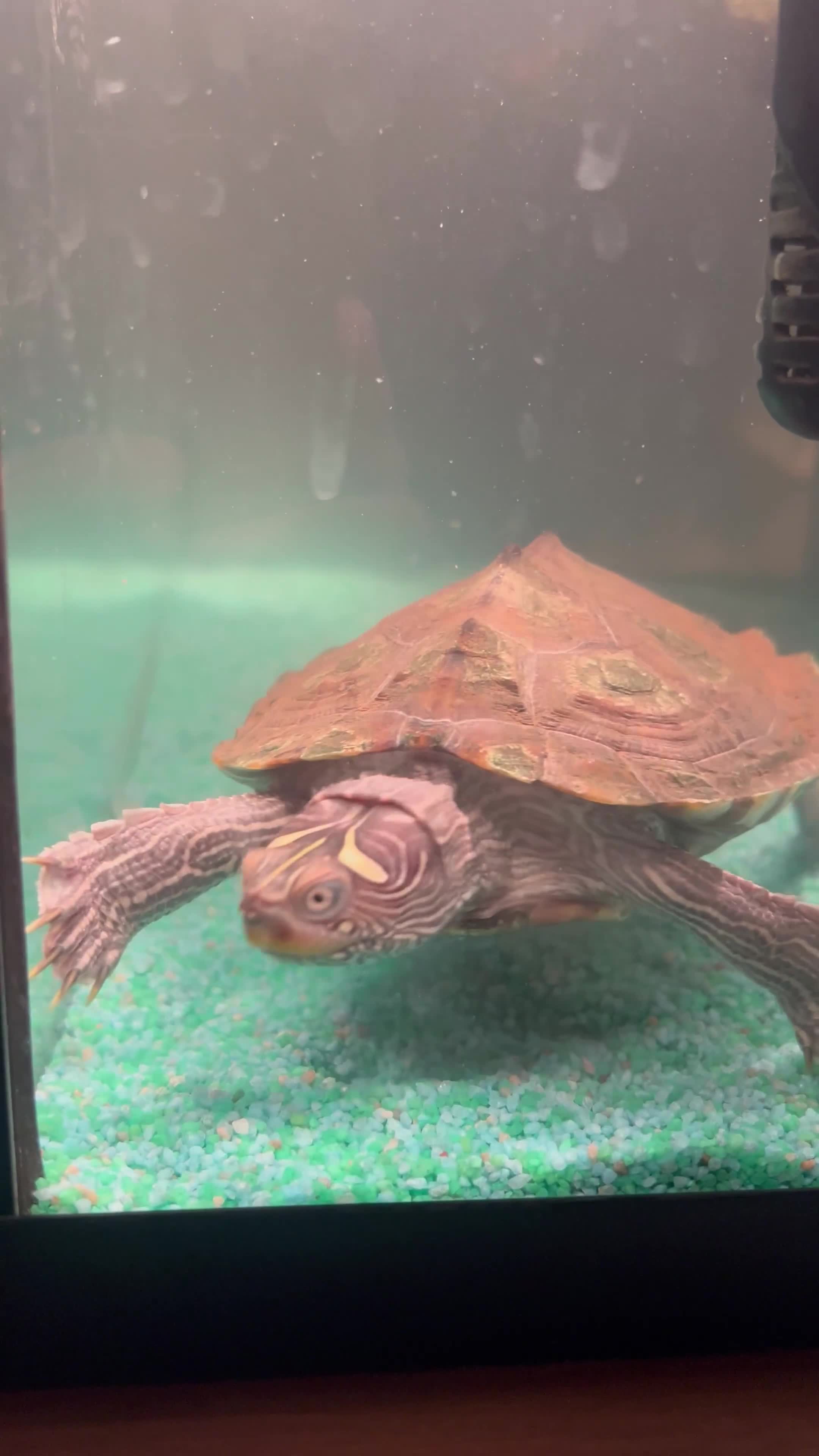 Turtle reptiles for sale: Mississippi Turtle - Video 1