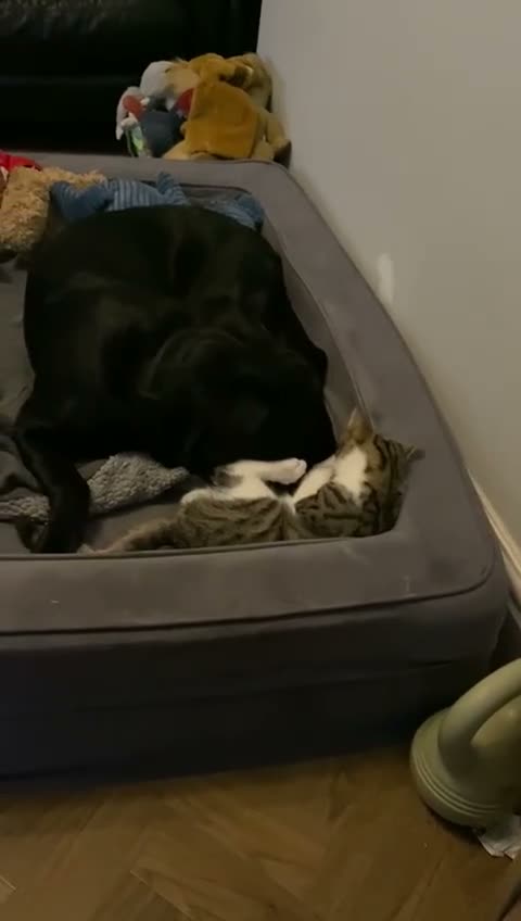 Labrador Retriever dogs for stud: Labrador available for stud in Cardiff - Video 1