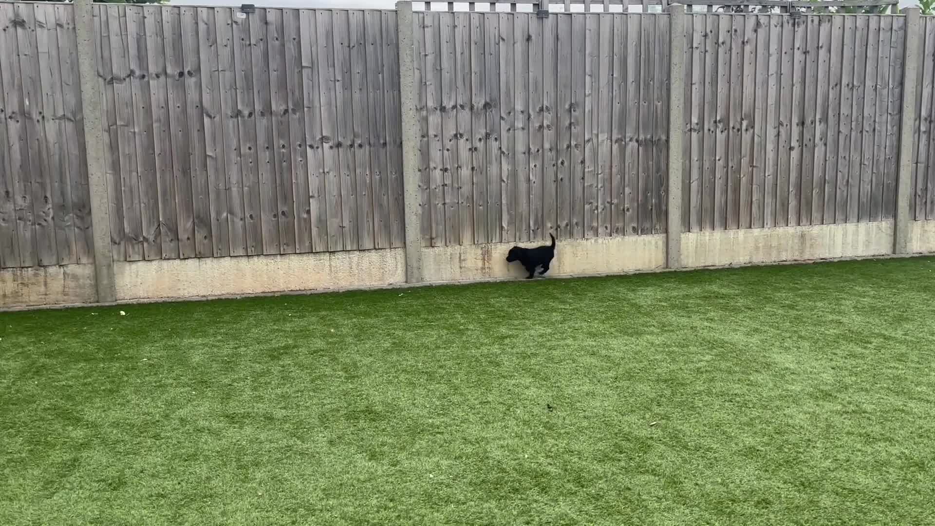 Cavapoo dogs for sale: Little Romeo looking for his Juliet!  - Video 2