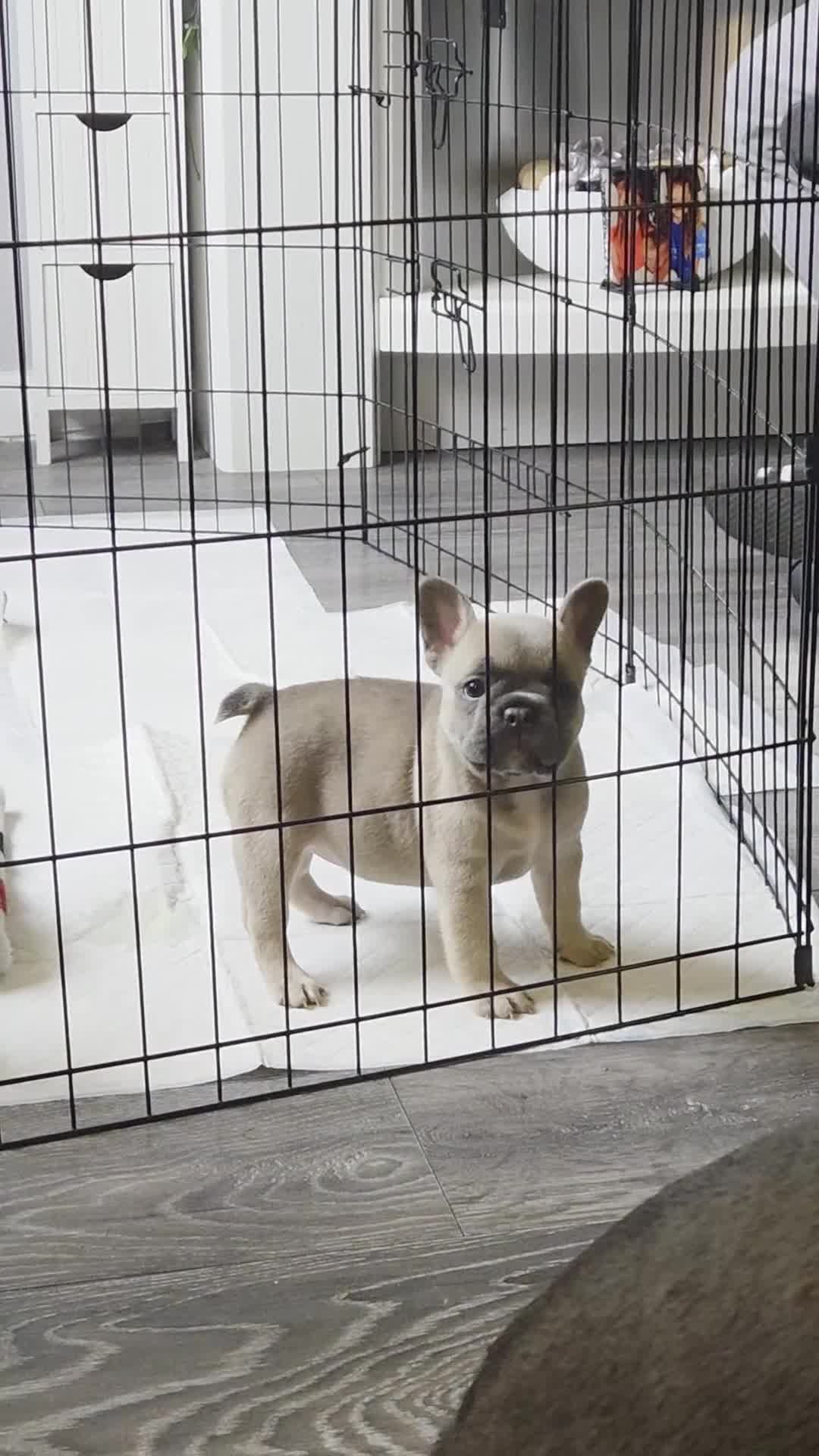 French Bulldog dogs for sale: 4 french bulldog pups READY FROM 16TH AUGUST - Video 2