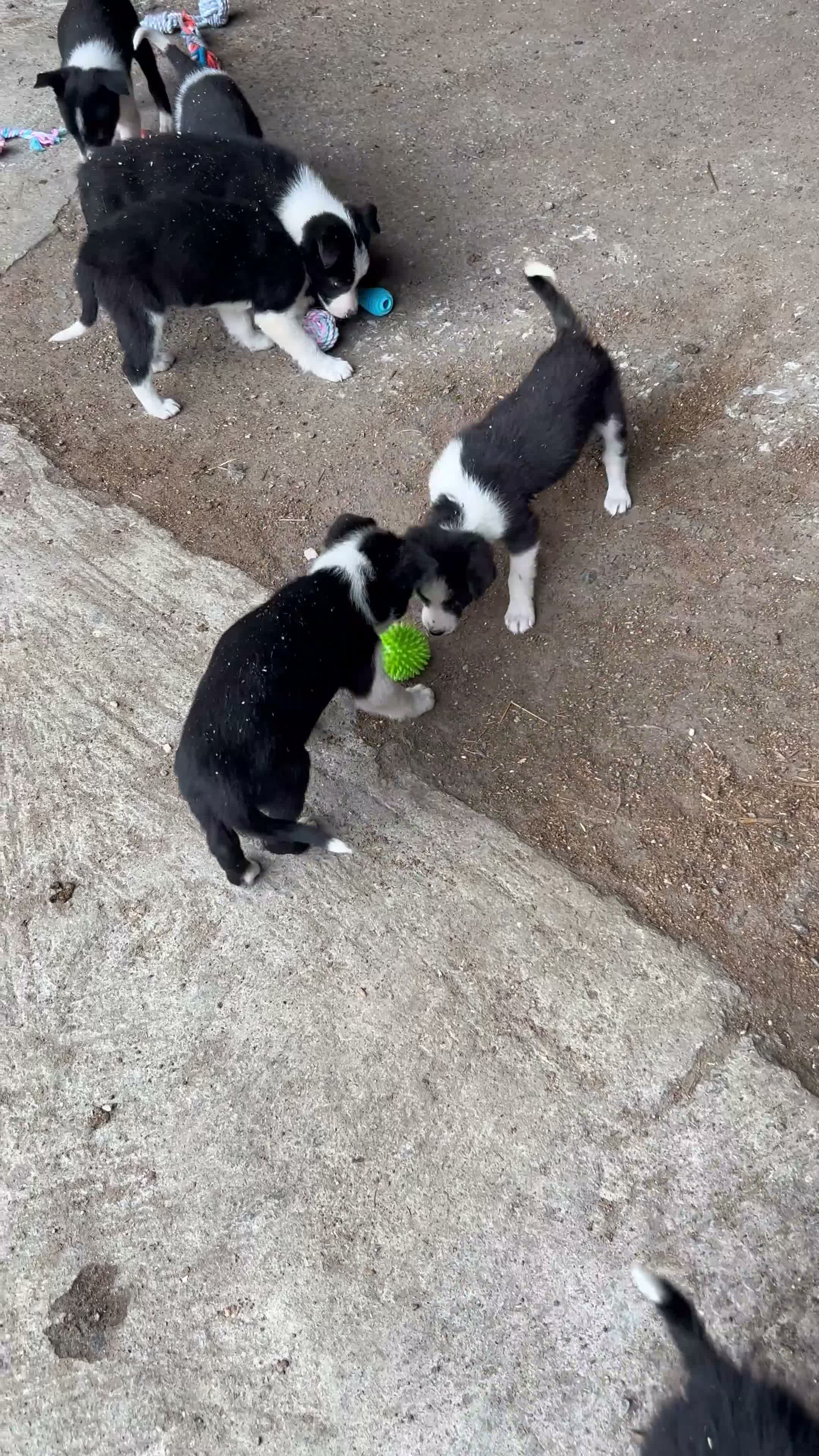 Border Collie dogs for sale: Border collie puppies  in Crianlarich - Video 1