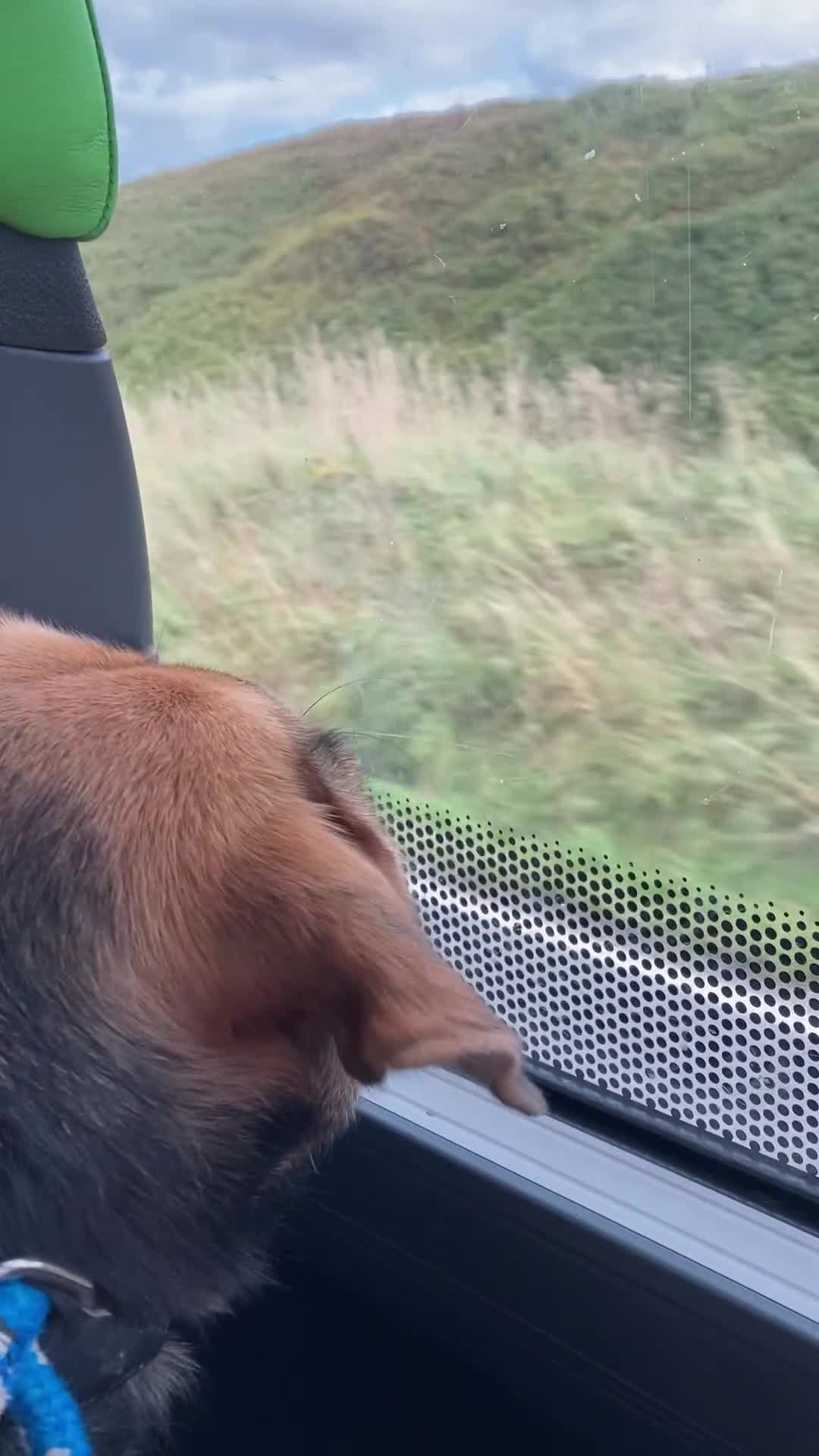 Mixed Breed dogs for sale: Very Special Mixed German Shepherd Girl (aged 3) - Video 4