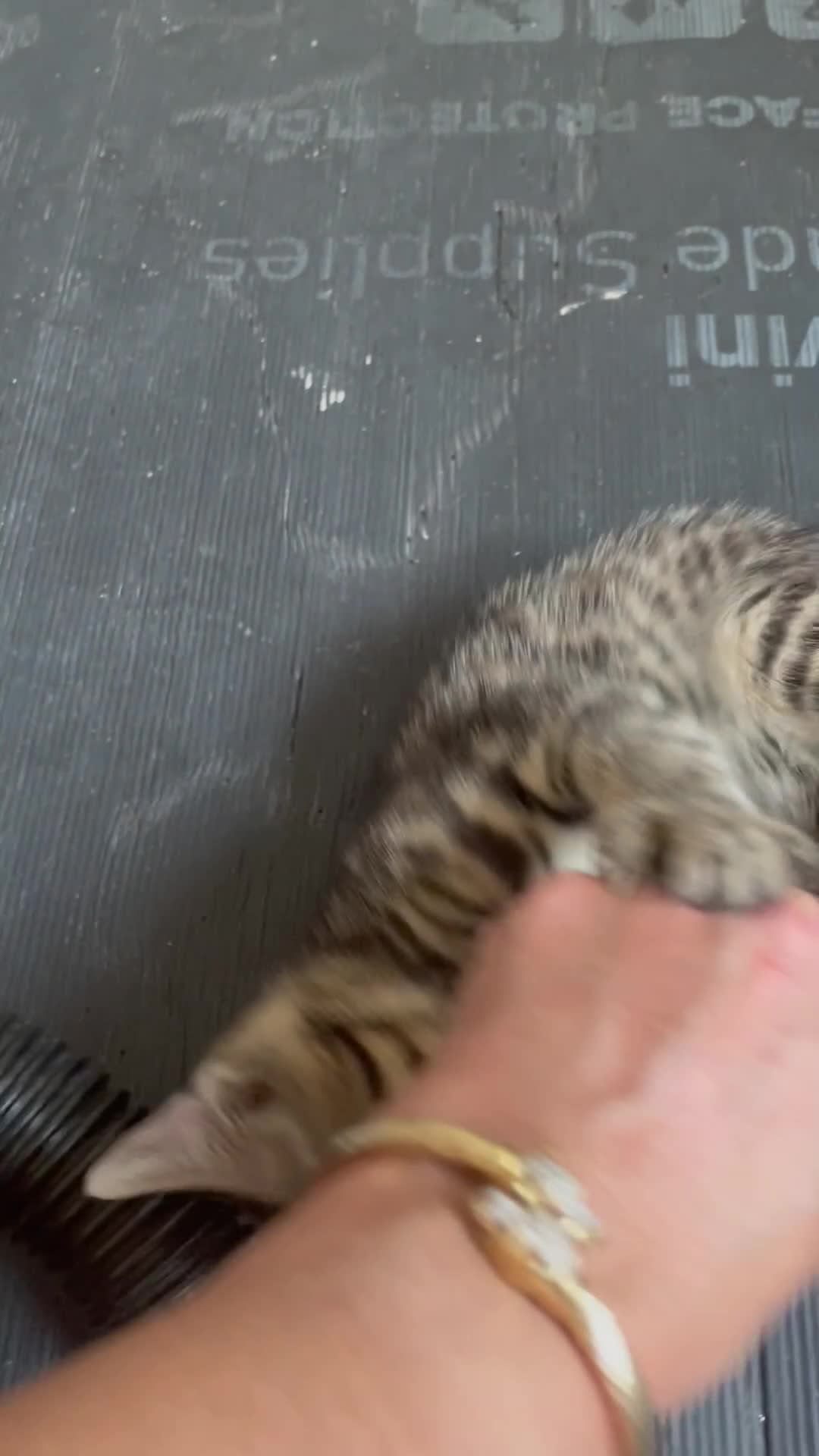 Bengal cats for sale: ❤️WE ARE SO FRIENDLY BEAUTIFUL CUDDLES ❤️ - Video 1