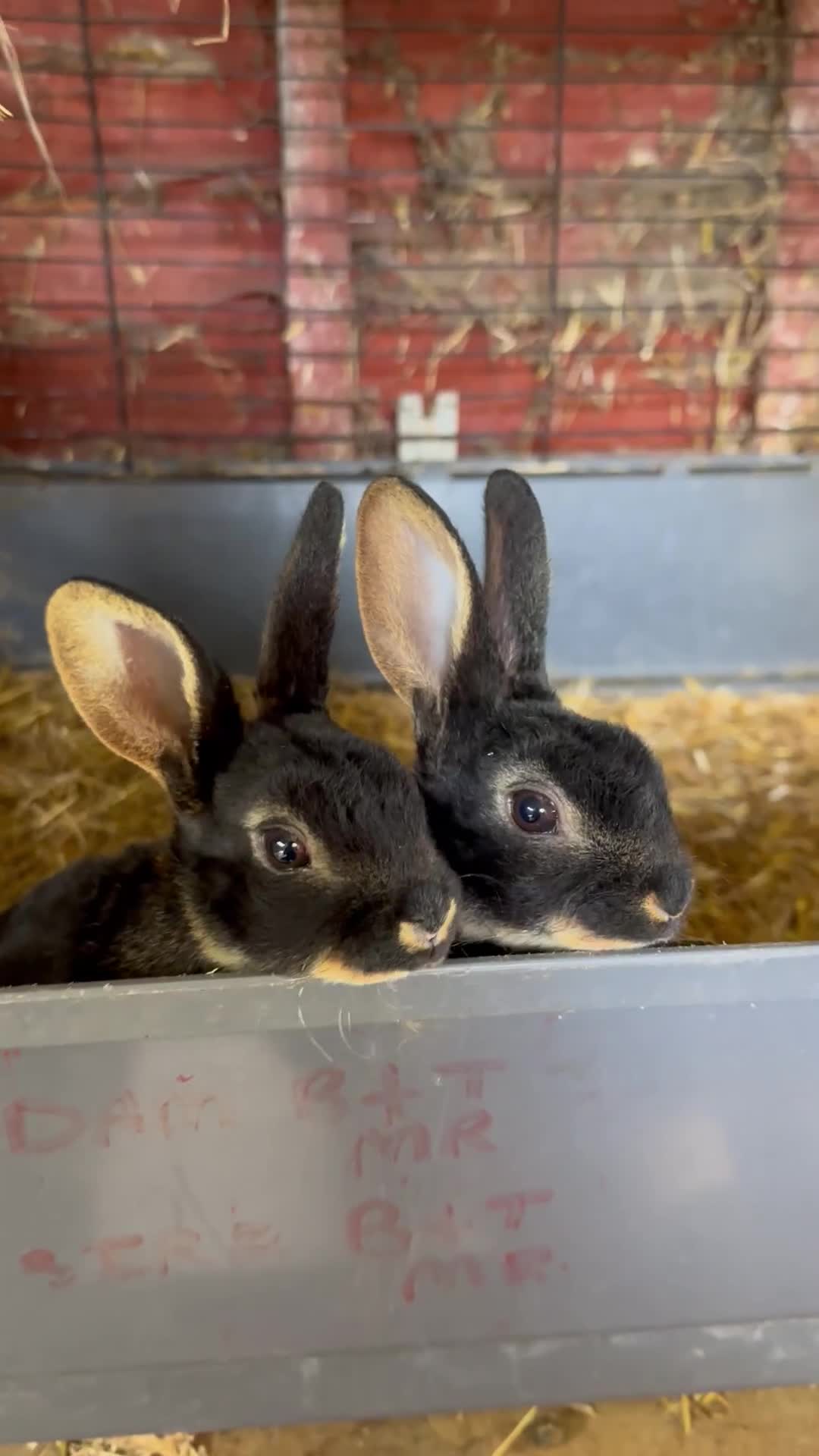 Rex rabbits for sale: Various Mini Rex  - Video 4
