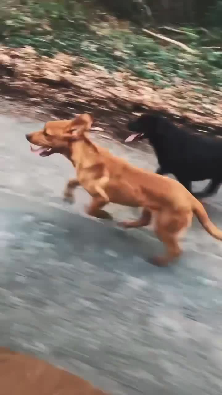 Labrador Retriever dogs for sale: Labrador puppy’s pups pup puppies puppy  - Video 2