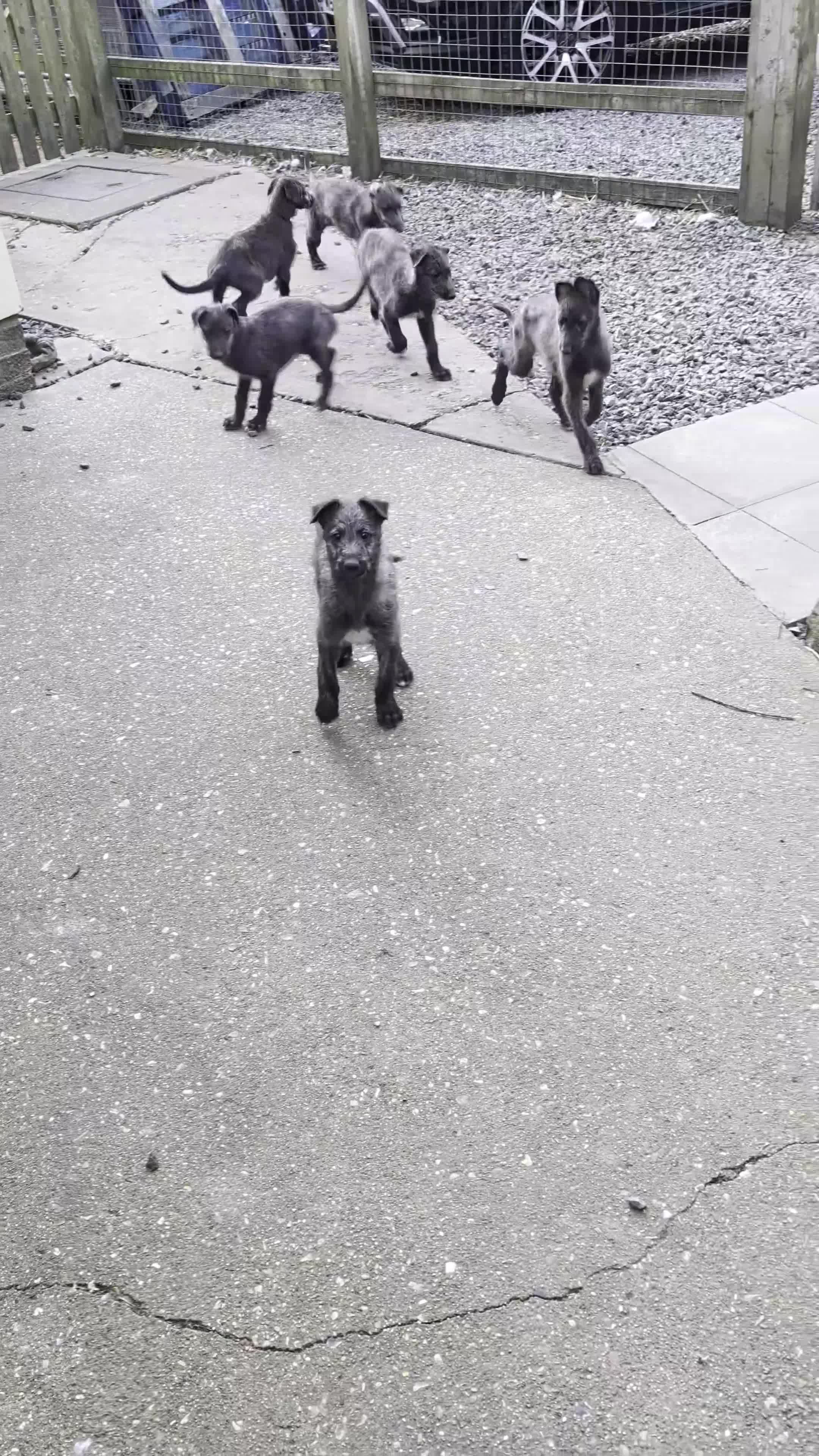 Deerhound dogs for sale: Scottish Deerhound Puppies  - Video 1