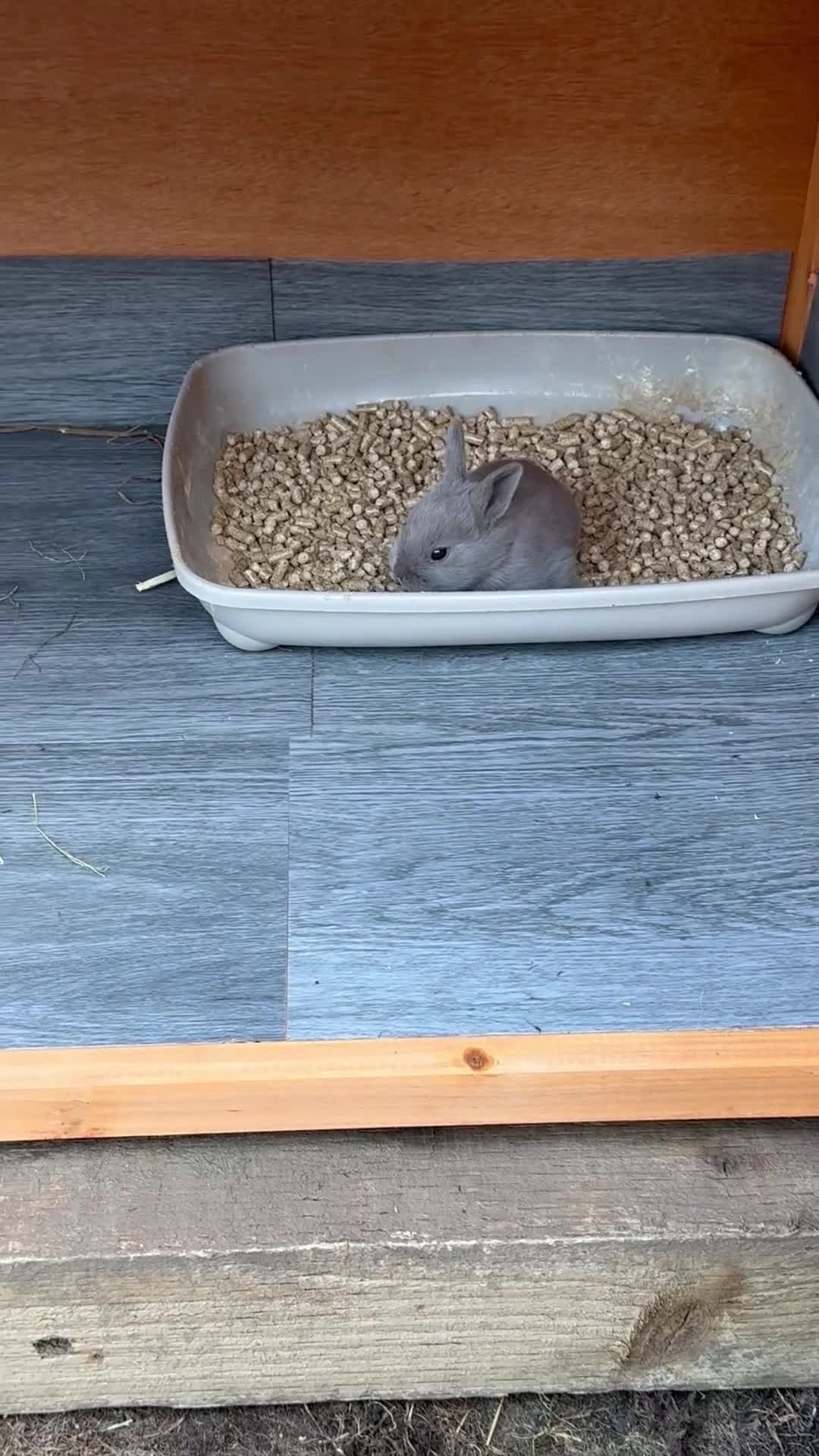 Mixed Breed rabbits for sale: mixed breed baby bunnies  - Video 2