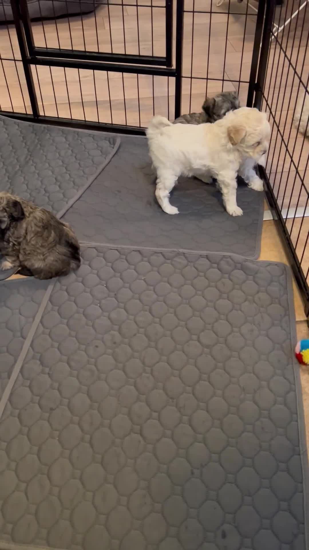 Maltipoo dogs for sale: mini maltipoo male pups, cream and apricot  - Video 1