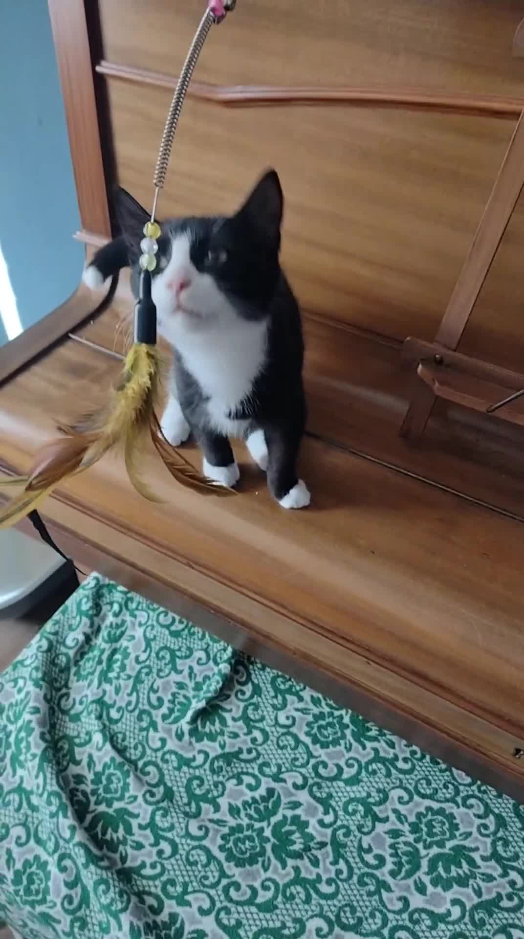 Domestic Shorthair cats for adoption: 3 playful male kittens (14-16 weeks approx)  - Video 2