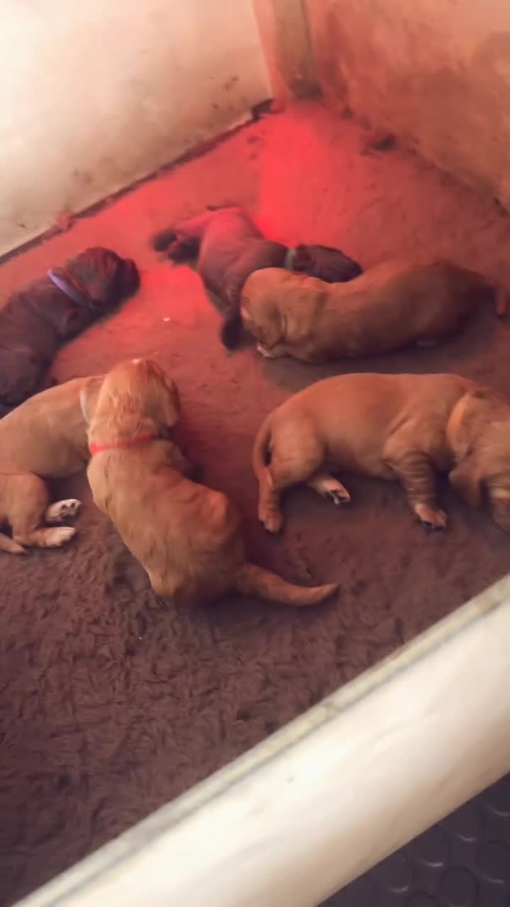 Cocker Spaniel dogs for sale: Stunning Cocker Spaniel Puppies  in Doncaster - Video 1