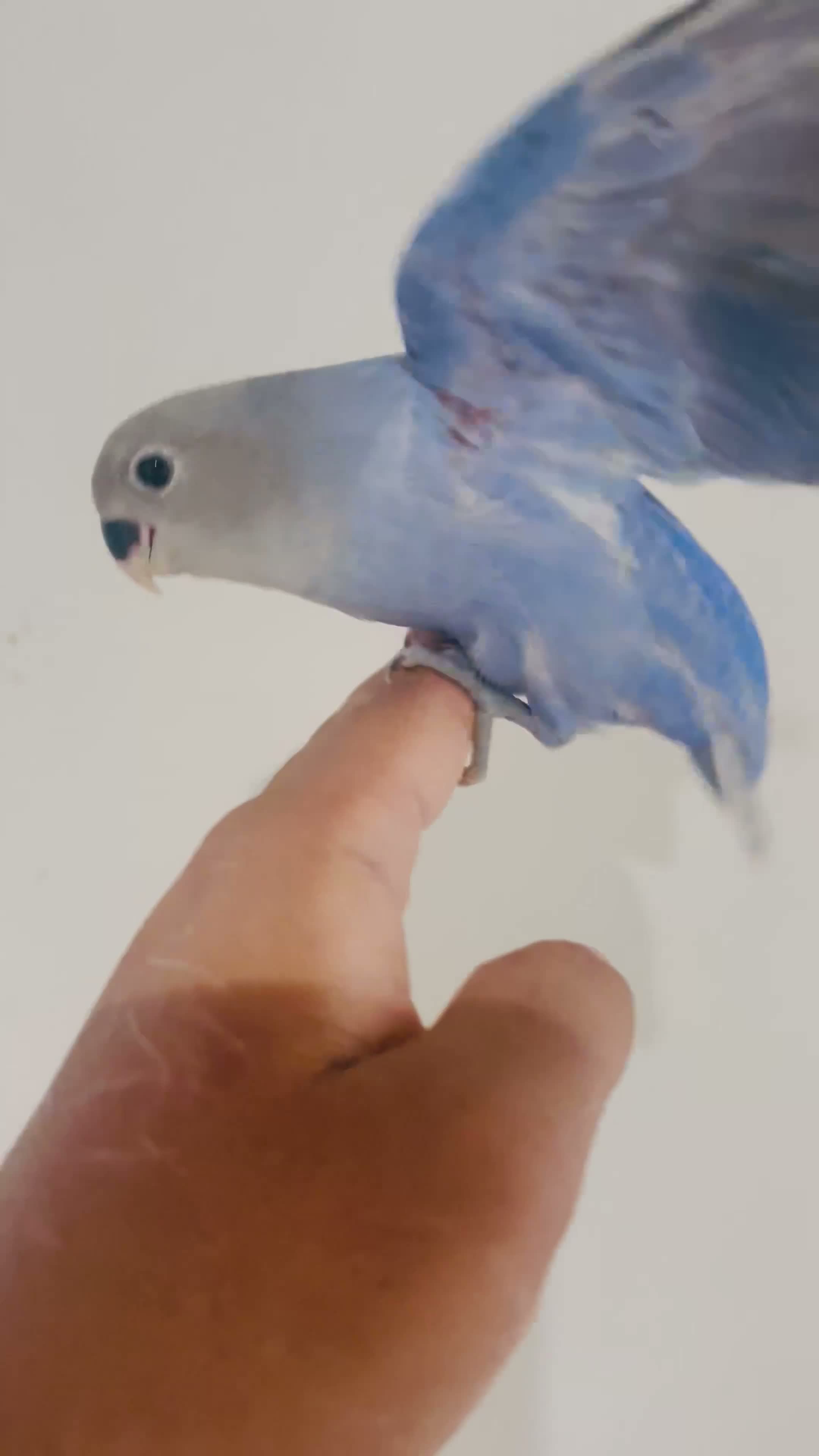 Lovebirds birds for sale: Hand reared lovebirds for sale  - Video 2