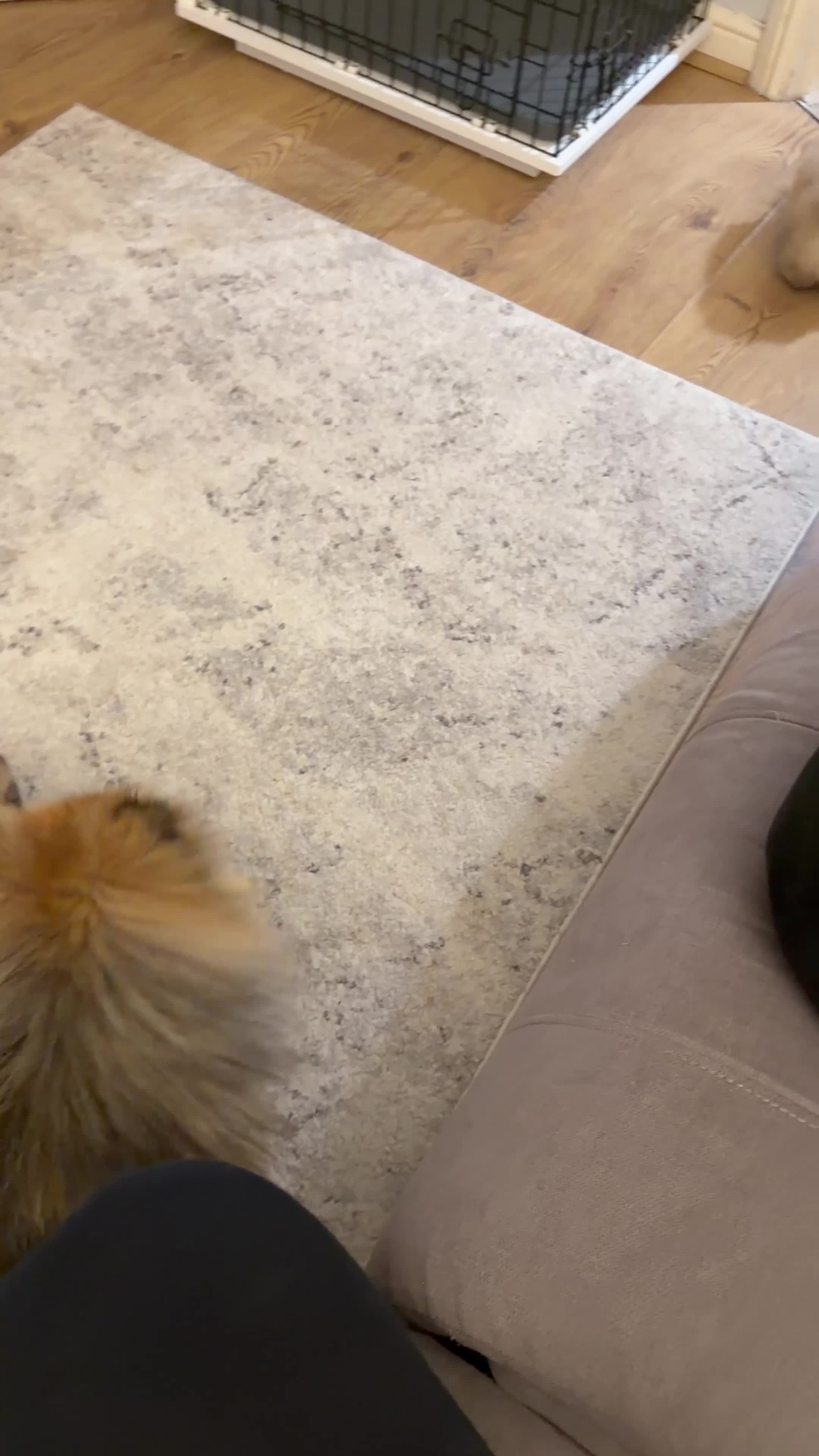 Pomeranian dogs for sale: Tiny Teddy Bear Pomeranian Boys KC Lines - Video 1