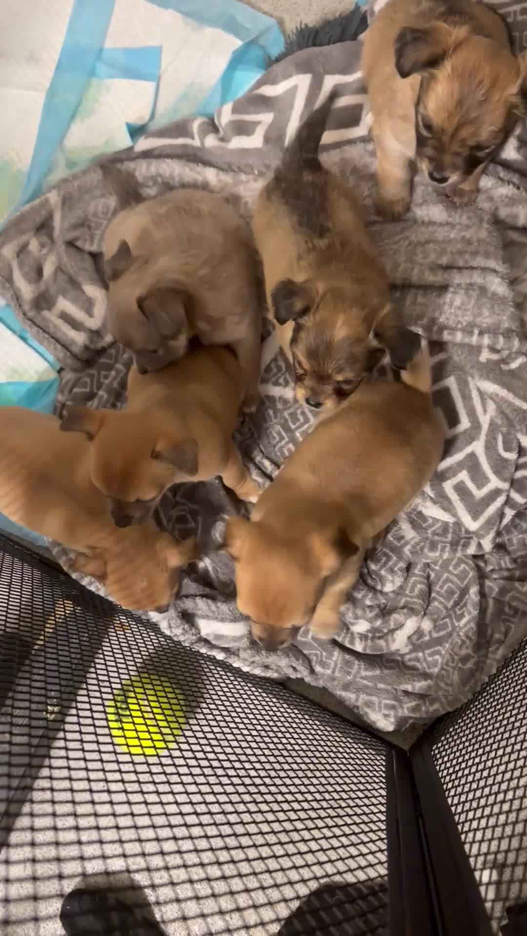 Chihuahua dogs for sale: Beautiful litter of chihuahua puppies - Video 3