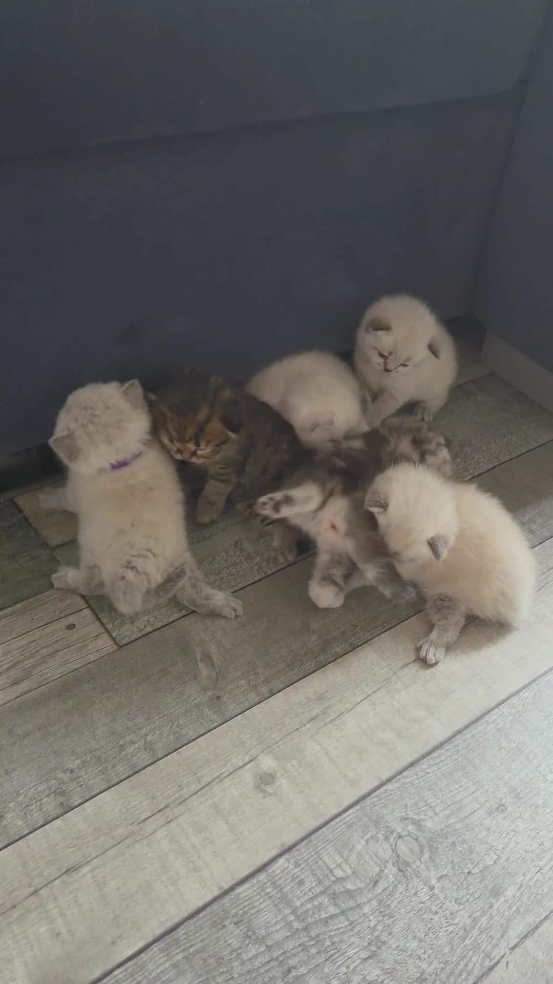 Scottish Fold cats for sale: Scottish Fold/Straight Kittens For Sale  - Video 3
