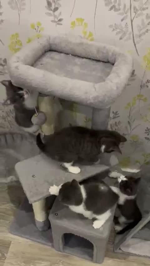 British Shorthair cats for sale: British short hair x tabby kittens  - Video 1