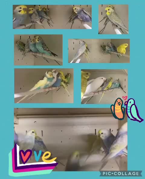 Budgerigars birds for sale: Baby budgies - Video 1