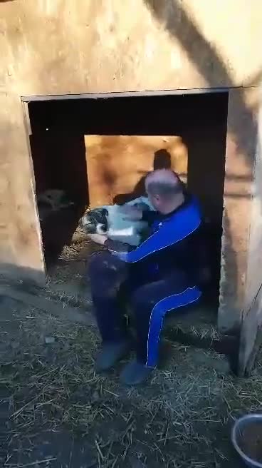 Mixed Breed dogs for adoption: 💛🐾Marley, 5 years waiting… will he be chosen? 💛 - Video 1