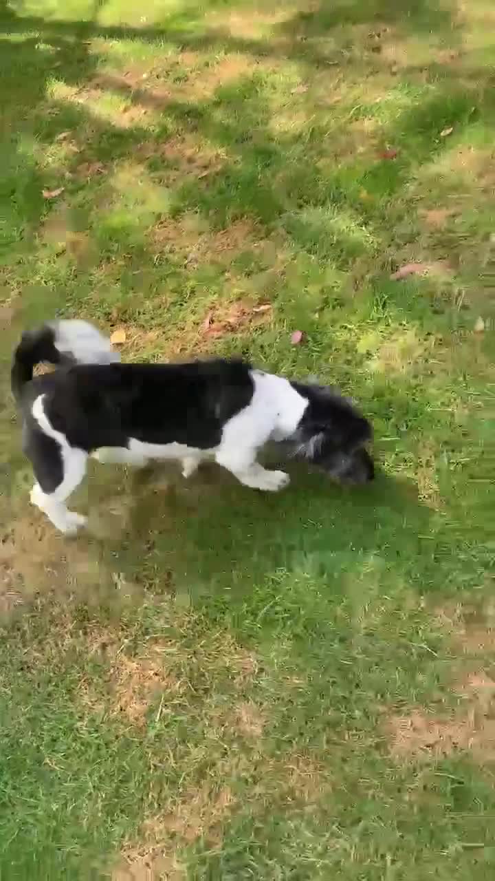 Mixed Breed dogs for adoption: Petra - Video 1