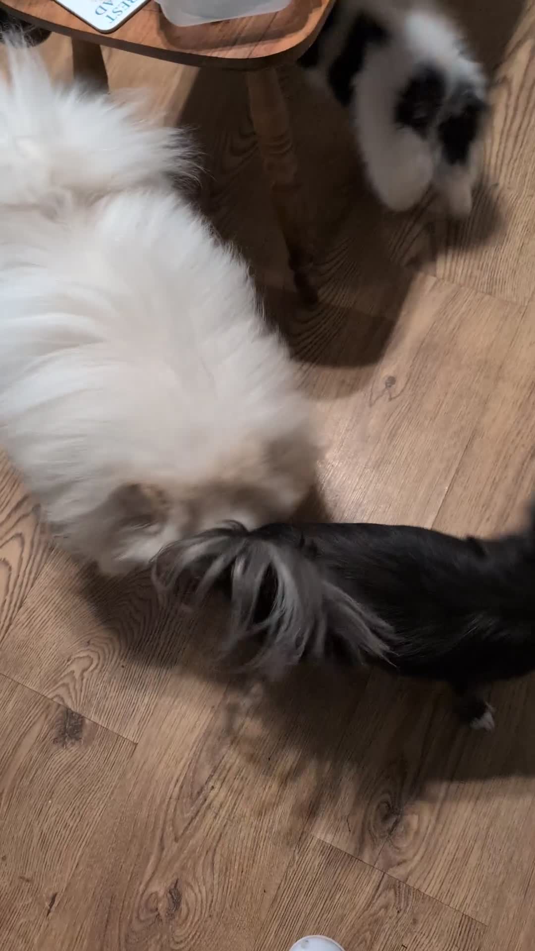 Pomchi dogs for sale: Stunning Male pomchi - Video 1