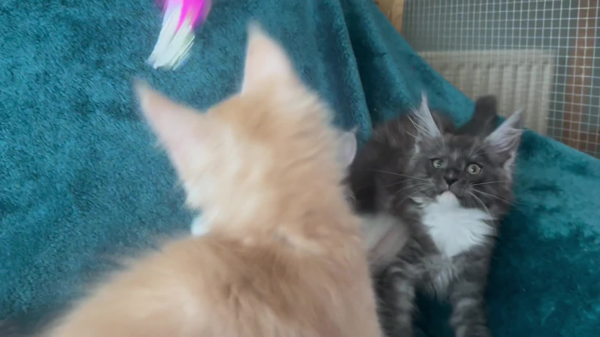 Maine Coon cats for sale: 4 LEFT! Tica registered non active mainecoons - Video 1